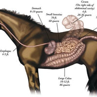 Treat symptoms of ulcers in horses | RevolutionGI. Image of equine digestive tract anatomy on CareMore Nutrition