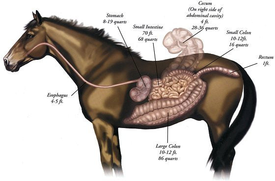 Treat symptoms of ulcers in horses | RevolutionGI. Image of equine digestive tract anatomy on CareMore Nutrition