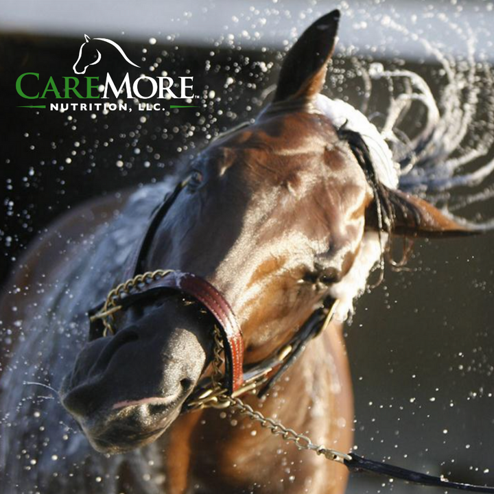 Why your horse (might be) losing weight in the summer.