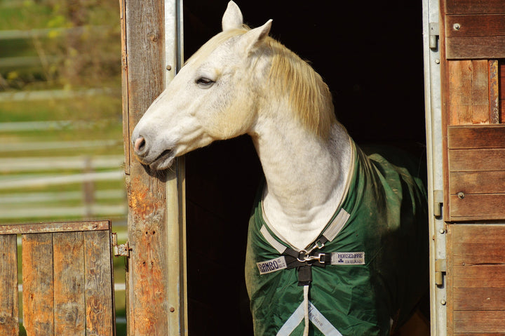 “Hey! Don’t chew on that!” : Fall wood chewing in horses.